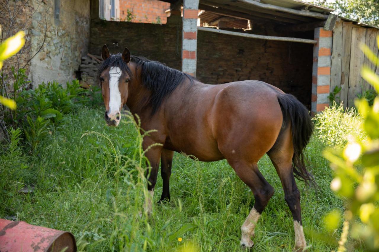 Cavalo De Xisto - Turismo Rural, Lda. Guest House Almaceda Eksteriør bilde